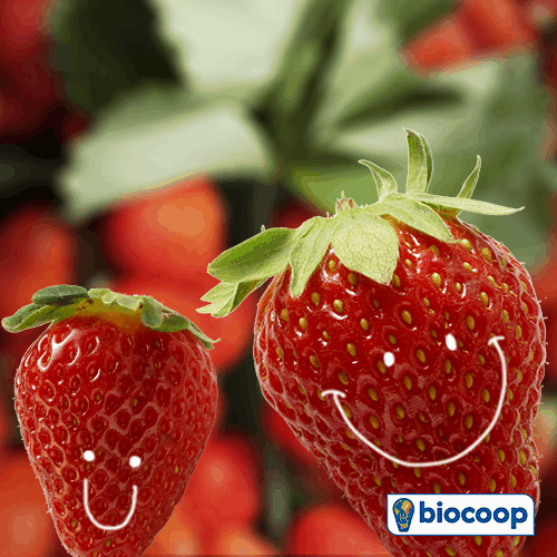 Le fruit du mois de mai : la fraise